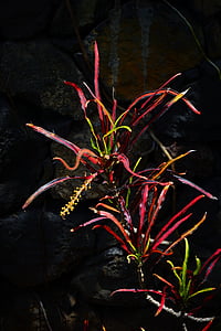 Croton, planta, tropical, exóticas, Codiaeum variegatum, maravilhoso arbusto, flor de câncer