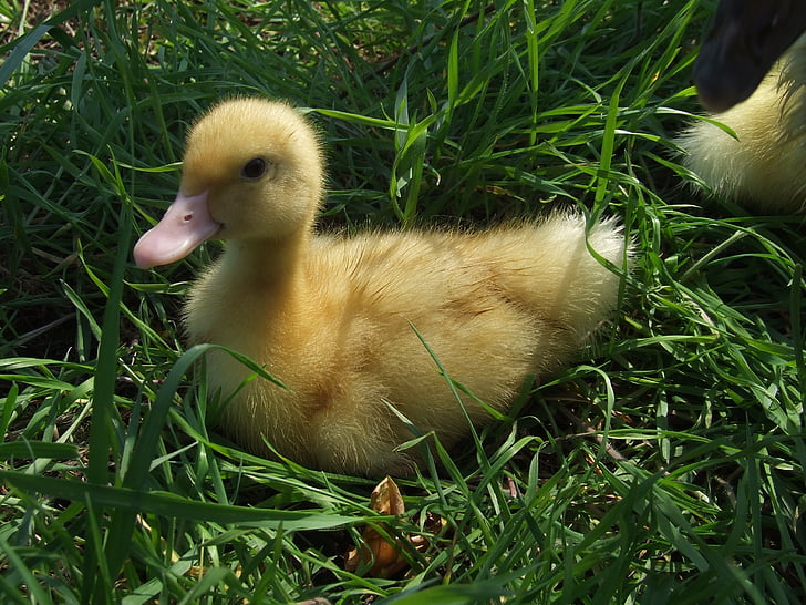 duckling, yellow small, spring