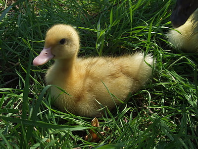 duckling, yellow small, spring