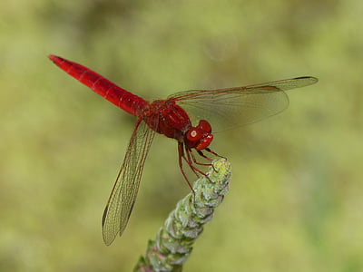Rode waterjuffer, Wetland, stam, Dragonfly, gevleugelde insecten, Erythraea crocothemis