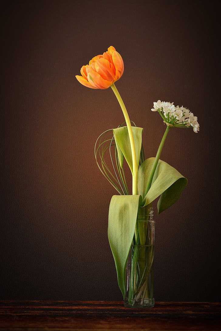 tulip, flower, orange, white, leek flower, blossom, bloom