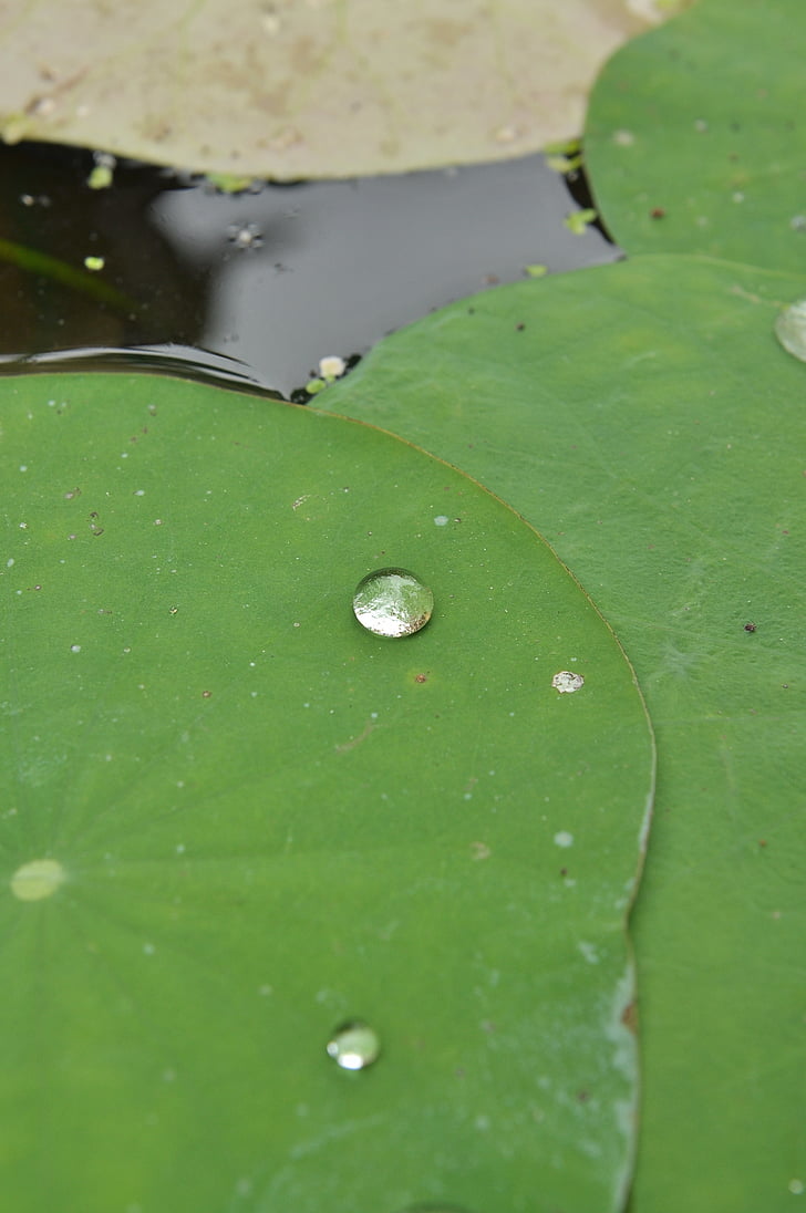 lily pads, drop, green, water, leaf, blossom, nature