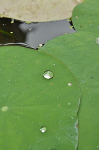 waterlelies, drop, groen, water, blad, Blossom, natuur