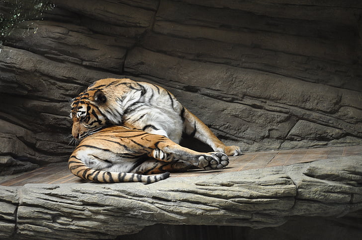 Zoo, Tygr, Beast, zvíře, kočka, velký tygr, nebezpečné