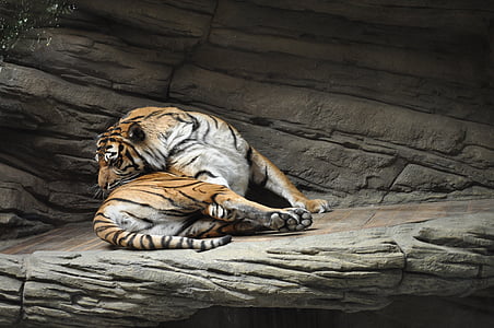 jardim zoológico, Tigre, besta, animal, gato, grande tigre, perigoso