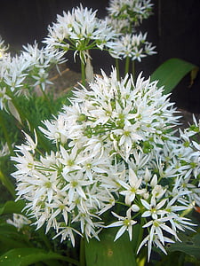 bunga, herbal, bawang putih, putih, Taman