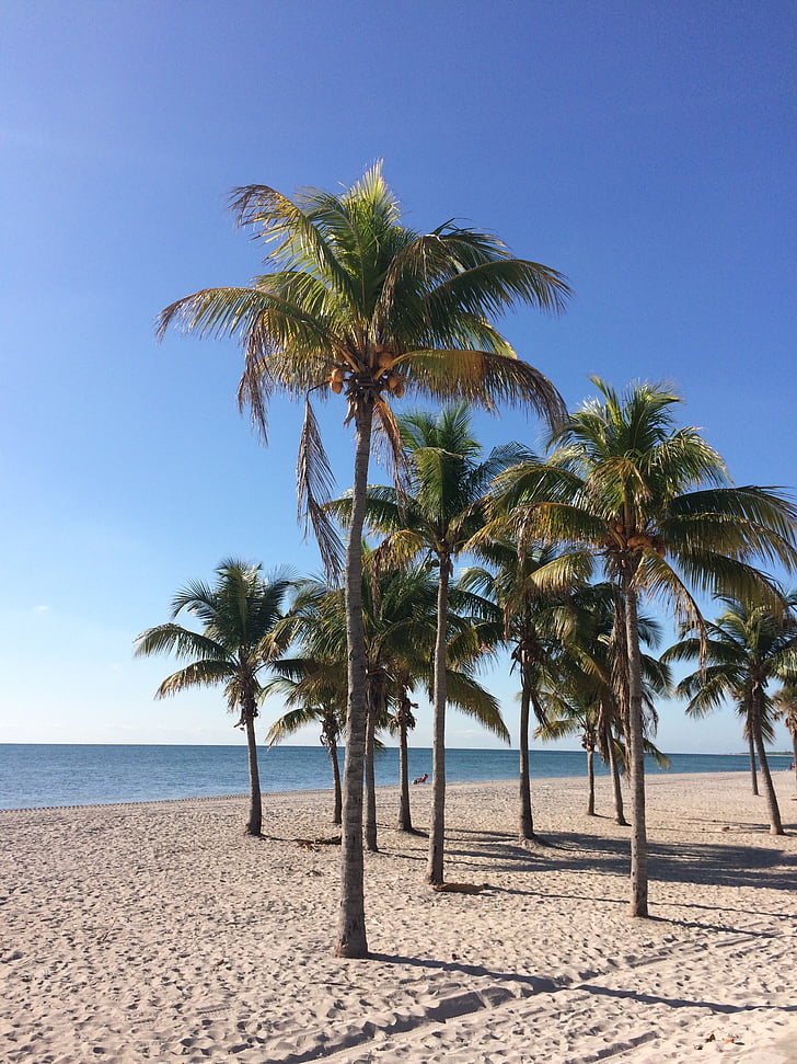 praia, palmeiras, mar, férias, Coco, tropical, quente