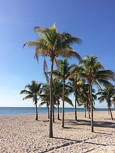Pantai, pohon palem, laut, liburan, kelapa, tropis, panas