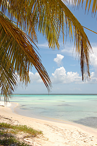Plaża, Wybrzeże, pobrzeże, Brzeg, Foreshore, Dominikana, palmy