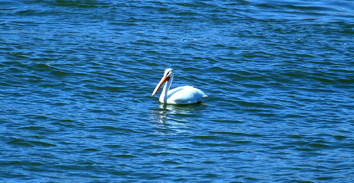 pelican, bird, large, white, bill, long, swimming