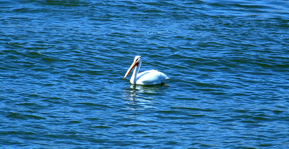 Pelikan, Vogel, große, weiß, Rechnung, lange, Schwimmen
