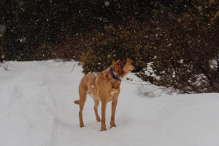 Tan, Belgia, Malinoisi treeningu näitel, lumi, väli, looma, koer