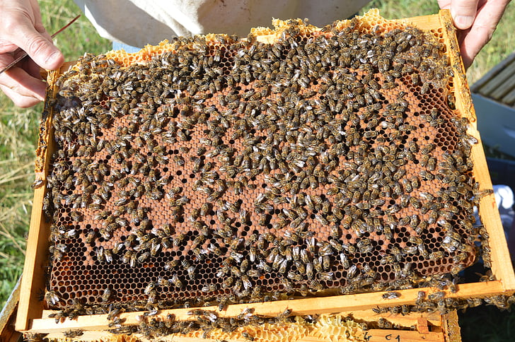 brood, closed, framework brood, bee, beehive, honey, beekeeper