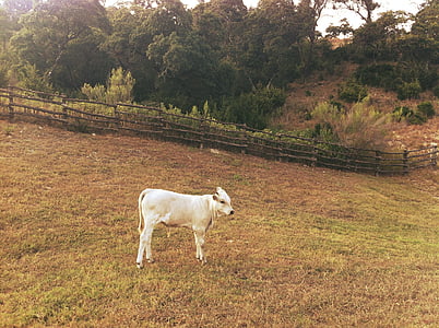 Белый, теленок, Грин, трава, дневное время, животное, Животные