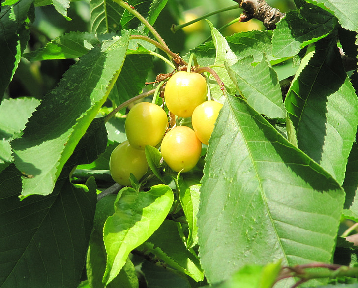 cherries, ripening, yellow, tree, fruit, food, fresh