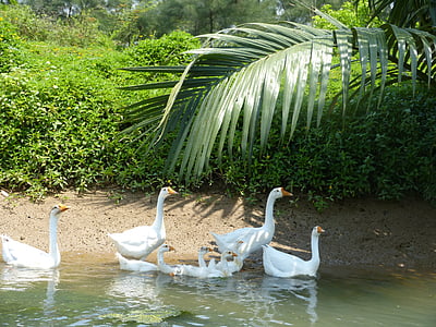 Duck, gæs, søen, hvid, familie, fugle