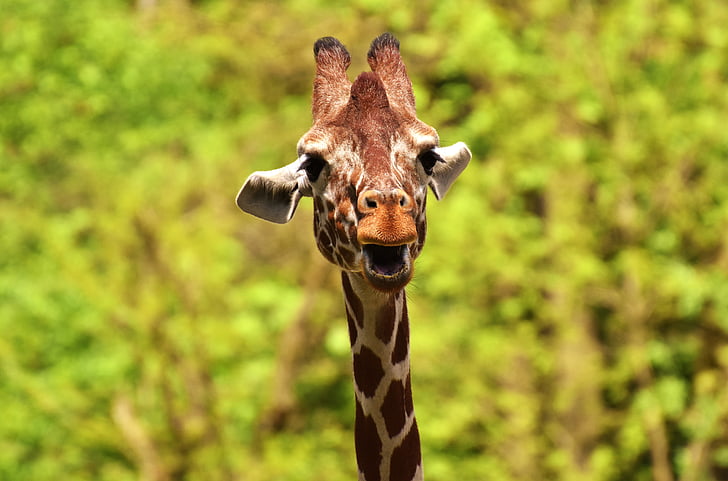 žirafa, divlje životinje, mrlje, dugo podsmijeh, životinje, Afrika, Zoološki vrt