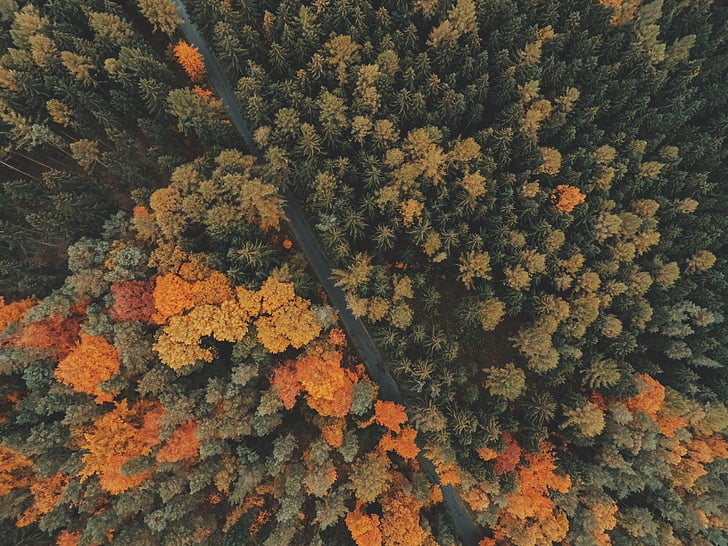 Letecký pohled, Les, stromy, Perspektiva, ulice, cesta, Příroda