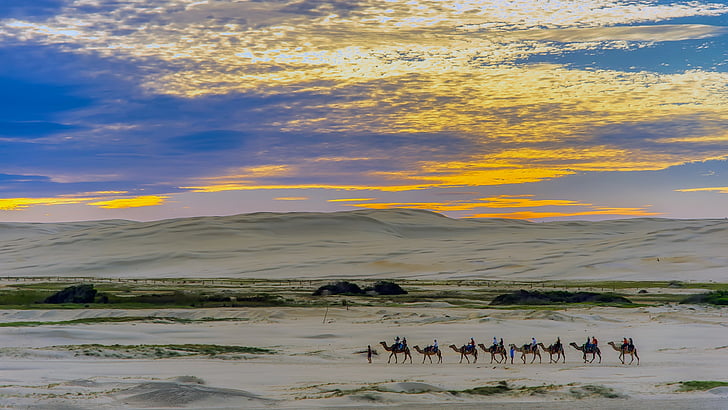 Égypte, Panorama, chameaux, Circ., sable, désert, dunes