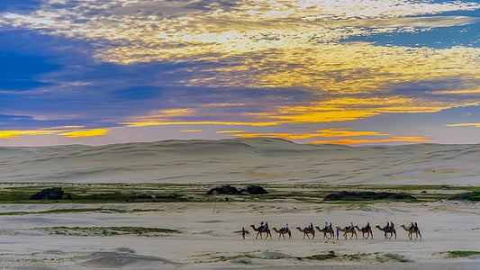 Egipte, panoràmica, camells, equitació, sorra, desert de, dunes