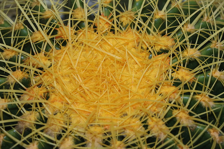 Kaktus, jelas, tanaman