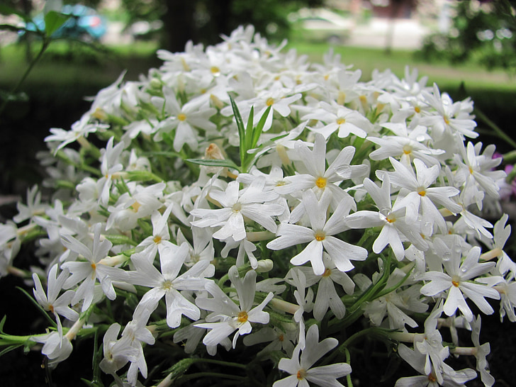 flor de jardín de la roca, Blanco, flor blanca