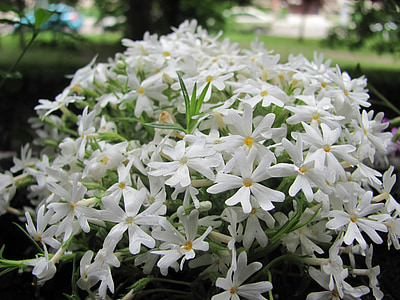 Rock záhradné kvety, biela, biely kvet