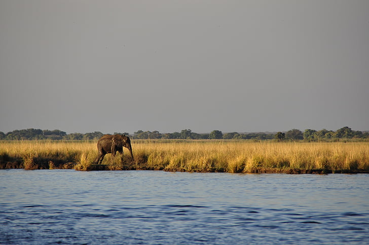 slon wasserelefant, pohodništvo, osamljen, reka, vode, Chobe, Bocvana