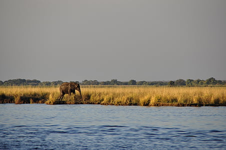 elefanten wasserelefant, fotturer, ensom, elven, vann, Chobe, Botswana