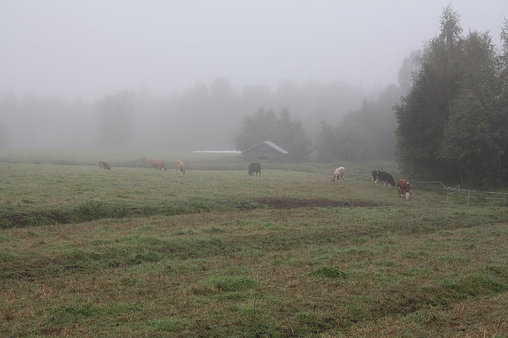 magla, magla, jutro, krava, priroda, krajolik, drvo