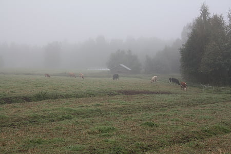 fog, mist, morning, cow, nature, landscape, tree