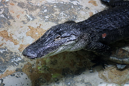 aligatorius, roplių, zoologijos sodas, Gator