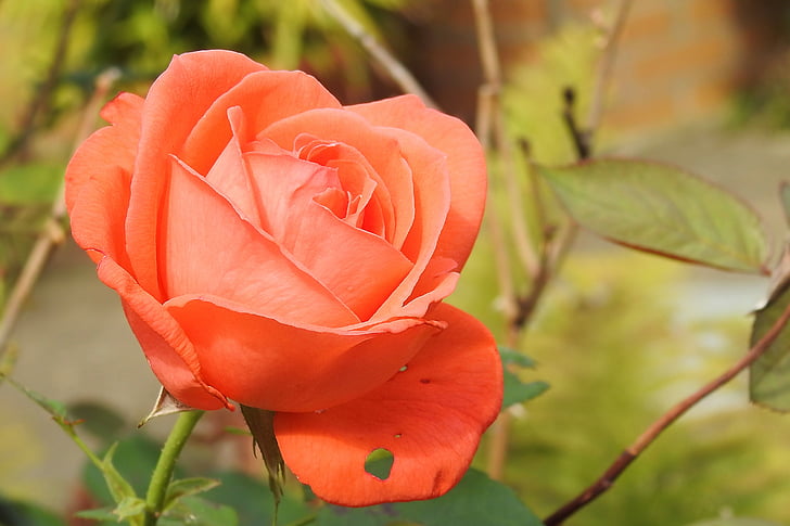 steg, Rosen blomstrer, Pink, Pink rose, natur, plante, rød