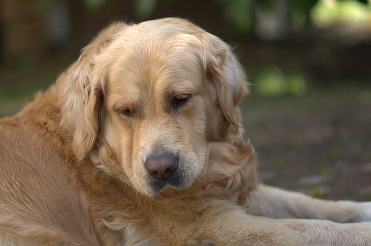 Golden retriever, hond, huisdier, hoofd van de Golden retriever, grote hond, Portret van de hond, Hundeportrait