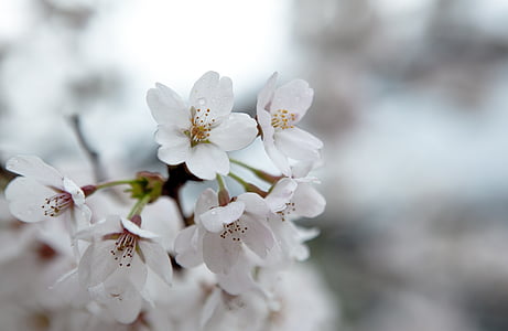 flor del cirerer, flors de primavera, plantes, natura, branca, primavera, arbre