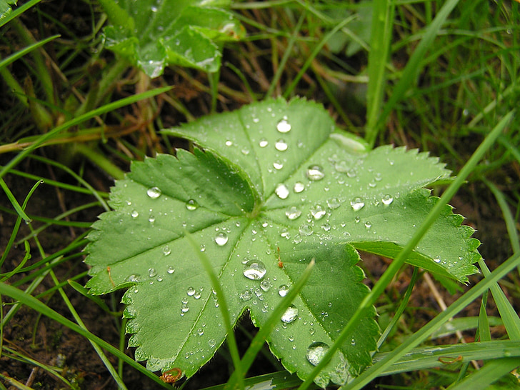 trava, trave, narave, rastlin, dež, kapljično, kaplja dežja