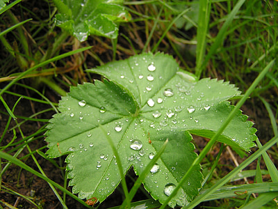 gras, grassen, natuur, plant, regen, infuus, regendruppel