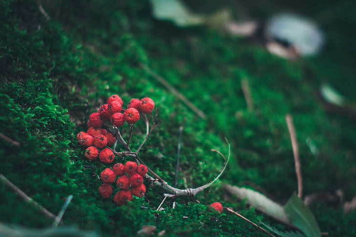 bär, marken, Moss, skogen, makro, närbild, röd