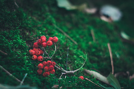 berries, ground, moss, forest, macro, closeup, red