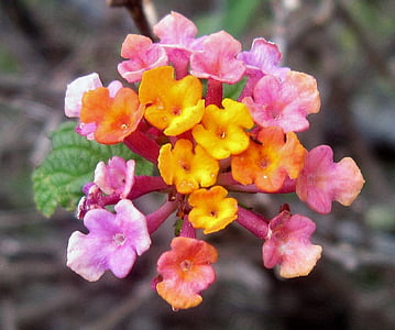 Καουάι, Χαβάη, τροπική λουλούδι, φύση, εκτός, Τροπικός, λουλούδι