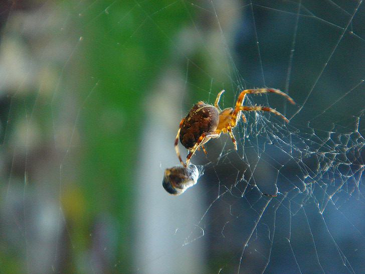 spider, insect, web, food, detail
