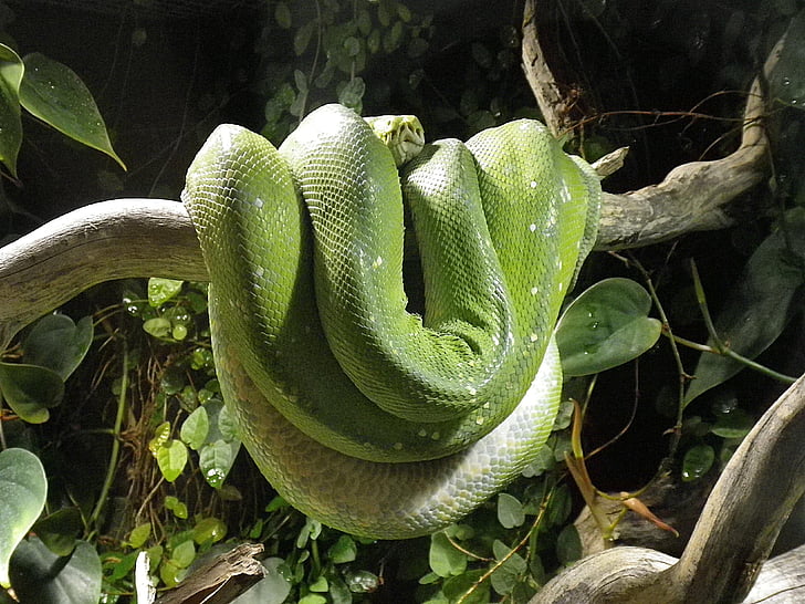 Yılan, Python, Terrarium, yılanı, Yeşil ağaç python, sürüngen, doğa
