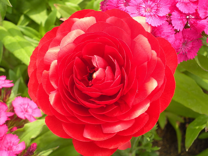 Rose, une rose rouge rouge, fleur de la passion