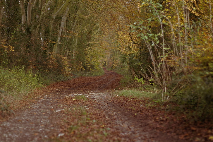 woods, track, autumn, forest, nature, trees, countryside