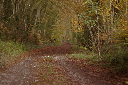 woods, track, autumn, forest, nature, trees, countryside