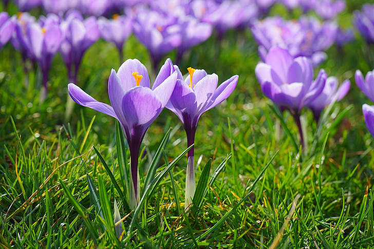 Crocus, flores, planta, primavera, frühlingsblüher, violeta, púrpura