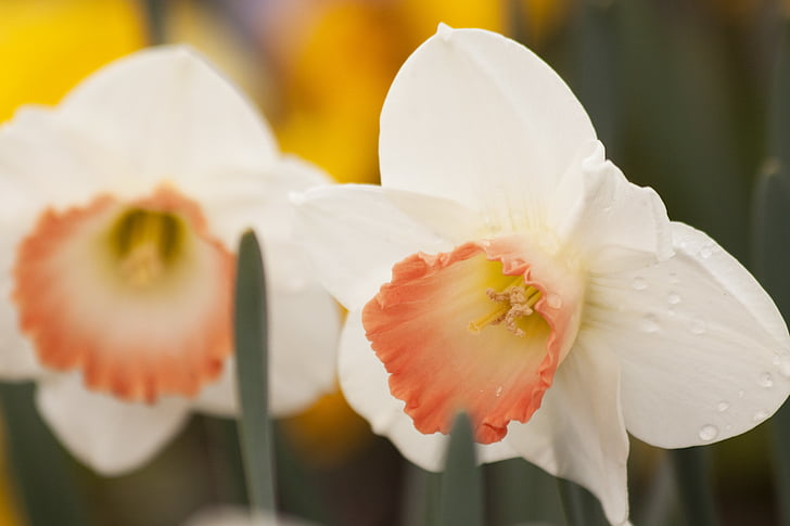 narsisseja, Narcissus, Amaryllidaceae, narsissi, Pääsiäinen, kukat, valkoinen
