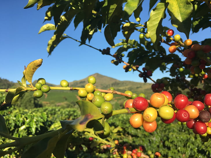 Café, Anläggningen, röd café, gård, roça, naturen, Minas