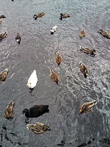 animal, bird, duck, ducks, fowl, group, lake