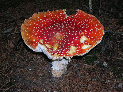 fly agaric, toadstool, sponge mushroom, toxic, red, white dots, fungus